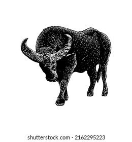 Water Buffalo Hand Drawing Vector Illustration Isolated On White Background