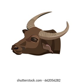 Water buffalo head. Vector illustration on the white