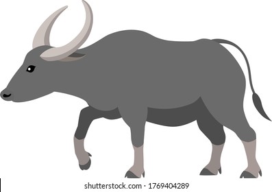 Water Buffalo, Isolated On White Background