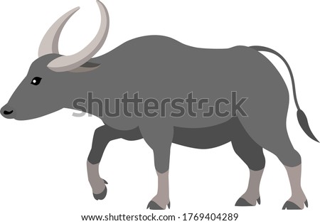 Water buffalo, isolated on white background