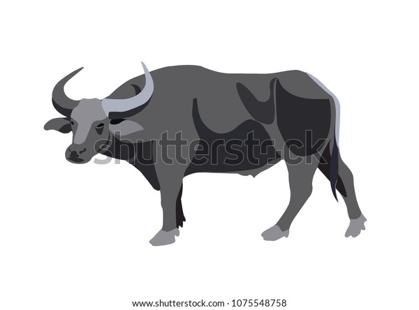 Water buffalo. Side view. Vector illustration on\
the white