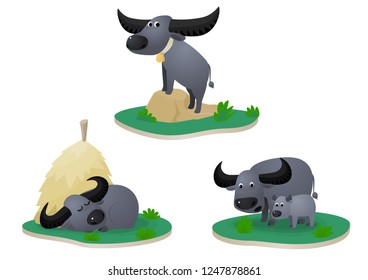 Water buffaloes in various action set 3.