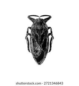 Inseto de água isolado em um fundo branco limpo, destacando sua estrutura corporal detalhada e forma simétrica. Ideal para temas de entomologia, natureza, ciência e design minimalista.