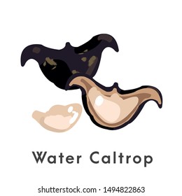 Water caltrop, buffalo nut vector.