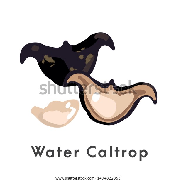 Water caltrop, buffalo nut\
vector.