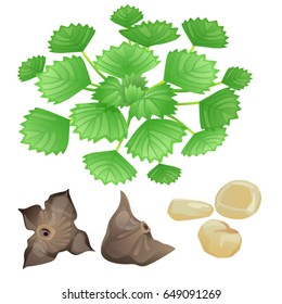 Water caltrop plant, nuts and peeled kernels/ Water caltrop plant, nuts in the shell and peeled nuts
