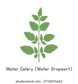 Water Celery (Water Dropwort) Ilustração plana do vetor de desenhos animados isolada sobre fundo branco