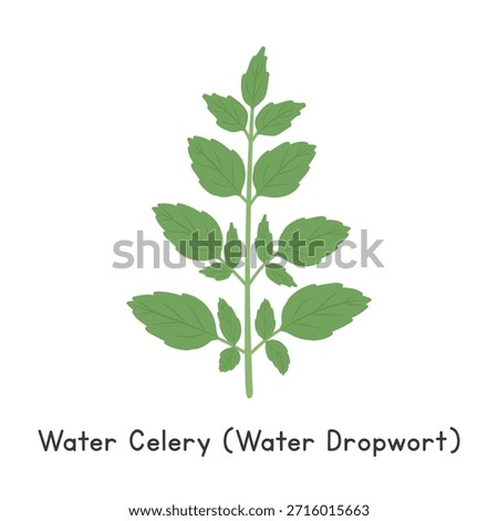 Water Celery (Water Dropwort) Flat Cartoon Vector Illustration Isolated on White Background