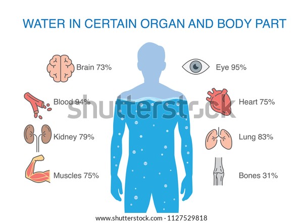 人間の特定の器官と体の部分の水 医療に関するイラスト のベクター画像素材 ロイヤリティフリー