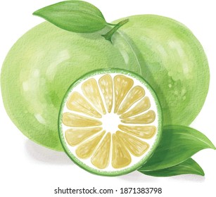 Water color drawing of limes. Lime cut in half.