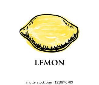 Water color Hand Drawing Vector Fresh Yellow Lemon Fruits Sign Symbol Icon Logo Template Design Inspiration