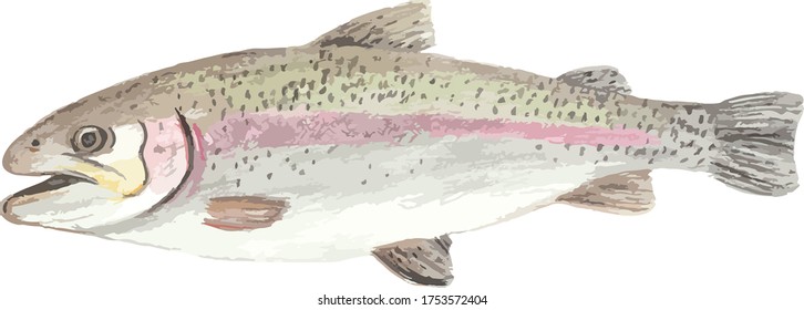 Water color hand drawn rainbow trout