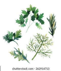 Water Color Herbs. Fennel, Parsley, Rosemary And Arugula. Vector Illustration