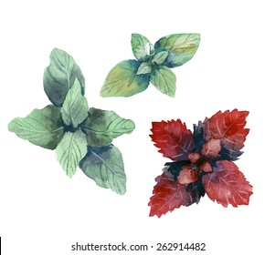 Water Color Herbs. Mint And Basil. Vector Illustration