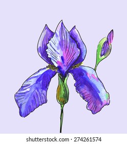 water color iris flower