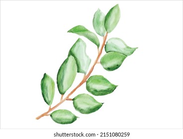 Water color leaves of tropical plants. leaf texture for Water color design.They are on for cut white background.