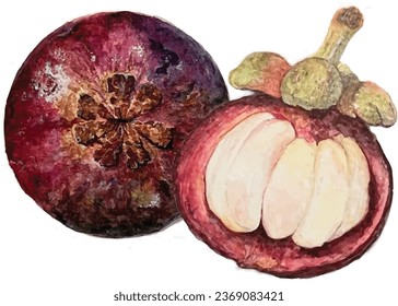 water color  mangosteen vector slide