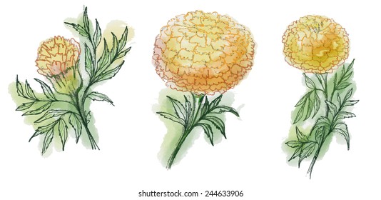 water color  marigold flowers vector