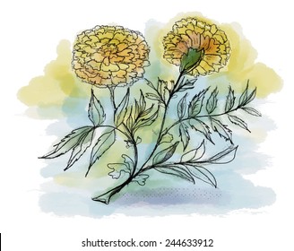 water color  marigold flowers vector