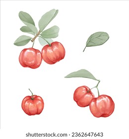 Water Colour Acerola Cherry or Barbados Cherry