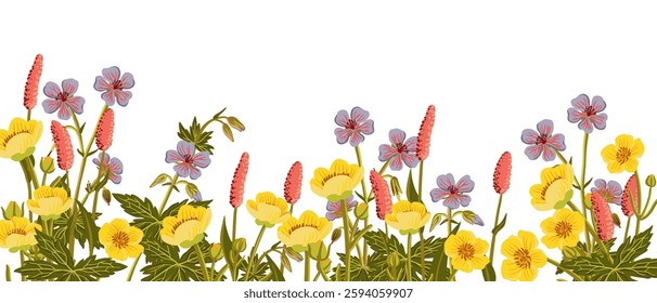 water crowfoots, meadow bistort and cranesbills, field flowers, , vector drawing wild plants at white background, floral border, hand drawn botanical illustration