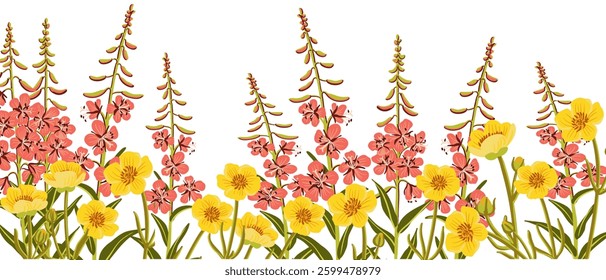 water crowfoots and willowherb, field flowers, Ranunculus and rosebay, buttercups and fireweed, vector drawing wild plants at white background, floral elements, hand drawn botanical illustration