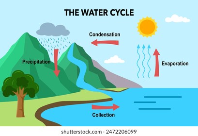 Water cycle diagram with simple rain circulation explanation concept. Educational climate scheme with precipitation, evaporation, condensation and collection phases vector illustration.