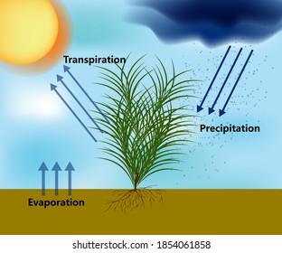 Water Cycle Of The Earth S Surface, Showing The Individual Components Of Transpiration And Evaporation That Make Up Evapotranspiration.