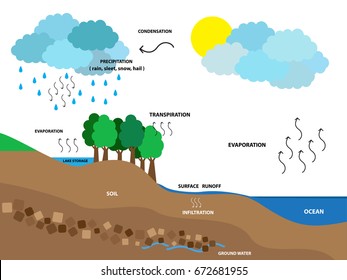 Water Cycle Hydrological Cycle Vector Illustration Stock Vector ...