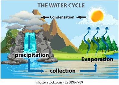 The water cycle illustration infographic vector image. The hydrological cycle process visually for learning course. water, hydrological, cycle, infographic, and landscape.