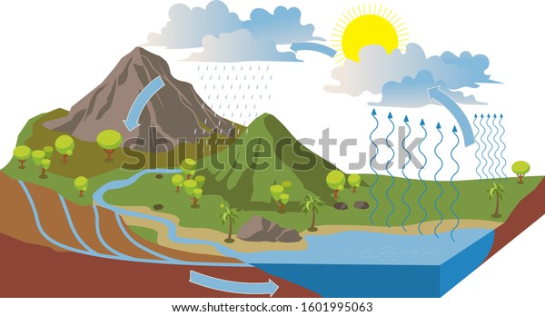 the water\
cycle illustration infographic -\
vector