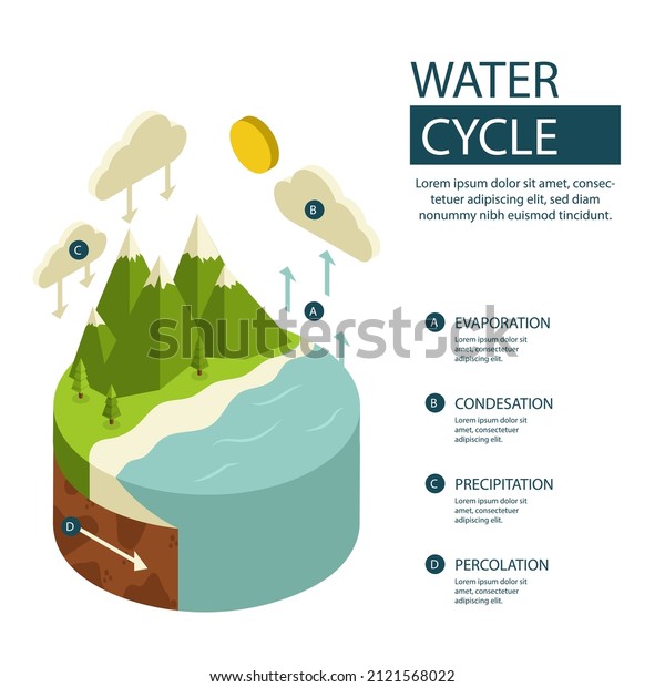 Water Cycle Infographic Ecosystem Concept Water Stock Vector (Royalty ...