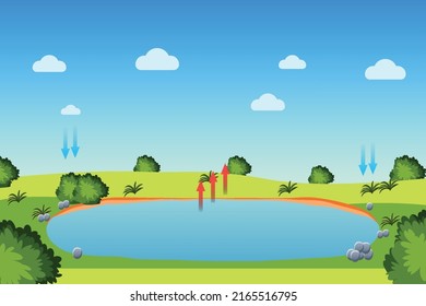 Water cycle process with a pond and blue sky. Evaporation, condensation, and precipitation process infographic diagram for the study. Green field with bushes and a little pond for water evaporation.