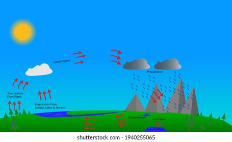 The water cycle processes and stages