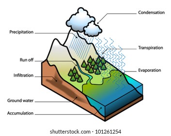 The water cycle showing evaporation, transpiration, condensation, precipitation, run off, infiltration, ground water and accumulation.