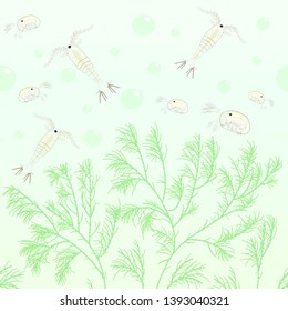 Water cyclops and green algae pattern