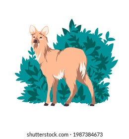 Water Deer isolated vector illustration. Hydropotes inermis standing in bushes design element. Wildlife Asian animal in realistic style.