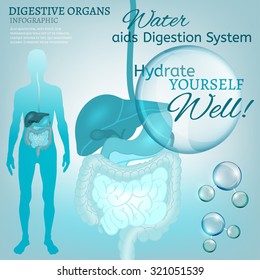 Water Is The Driving Force Of All Nature. Vector Illustration Of Bio Infographics With Human Digestive System Scheme In Transparent Style. Medicine And Biochemistry Concept. Keep Your Body Healthy