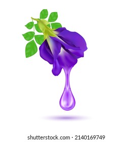 Water drop from fresh pea flower or Butterfly pea purple (Clitoria ternatea). Medicinal plant. Medical concept. Realistic 3D vector. Isolated on white background.