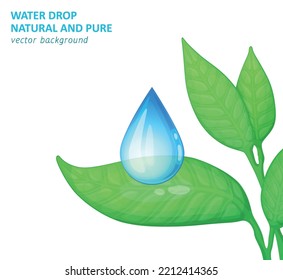 Water drop on green leaf vector illustration, natural plant with fresh rain droplet drawing isolated on white background, realistic detailed eco environmental concept design