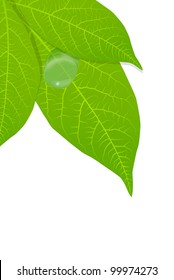 Water drop on green leaves background vector
