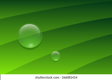 water drop on the leaf