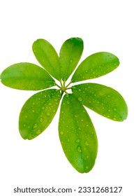 water droplets on leaf after rain.