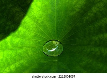 
Water droplets on lotus leaf, The water when falling can be splashed on the lotus leaf without getting wet.
