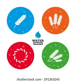 Water drops on button. Agricultural icons. Gluten free or No gluten signs. Wreath of Wheat corn symbol. Realistic pure raindrops on circles. Vector