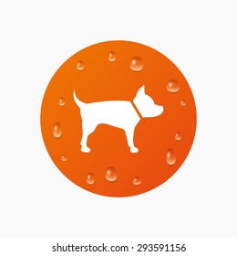 Water drops on button. Dog sign icon. Pets symbol. Realistic pure raindrops. Orange circle. Vector