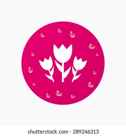 Water drops on button. Flowers sign icon. Roses symbol. Bouquet. Realistic pure raindrops. Pink circle. Vector