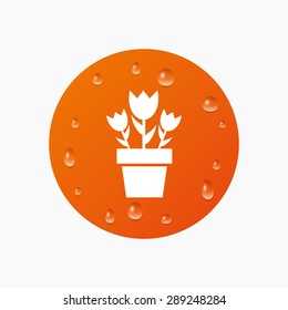 Water drops on button. Flowers in pot icon. Bouquet of roses. Macro sign. Realistic pure raindrops. Orange circle. Vector
