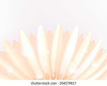 Water drops on elegant gerbera petals. plus EPS10 vector file