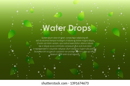 water drops on green background, rain drop